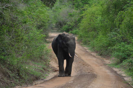Elephant in Yala National Park, Sri Lanka.の写真素材