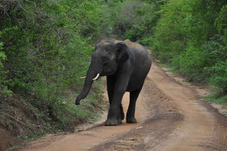 Elephant in Yala National Park, Sri Lanka.の写真素材