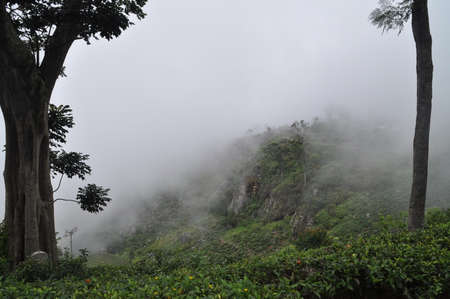 Tea plantations near the city of Haputale, Sri Lanka.の写真素材