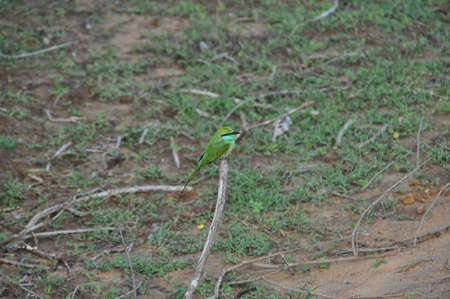 Crimson fronted barbet bird in Sri Lanka.の写真素材