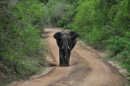 Elephant in Yala National Park, Sri Lanka.の写真素材