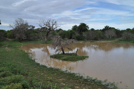 A pound in Yala National Park, Sri Lanka.の写真素材