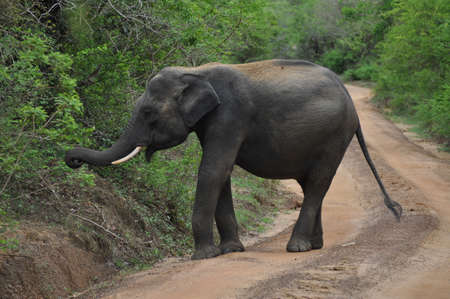 Elephant in Yala National Park, Sri Lanka.の写真素材