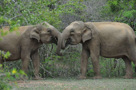 Elephants in love in Yala National Park, Sri Lanka.の写真素材