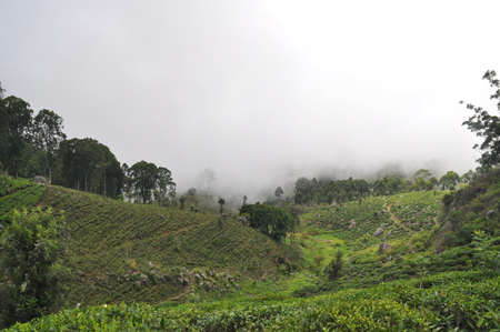 Tea plantations near the city of Haputale, Sri Lanka.の写真素材