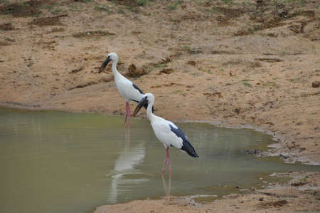 White crane birds in Yala National Park, Sri Lanka.の写真素材