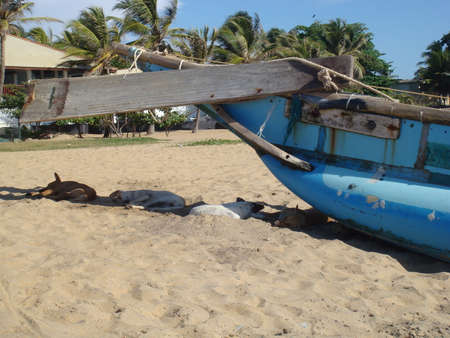 Dogs sleeping near a catamaran fishing boat on a beach in Sri Lanka.の写真素材