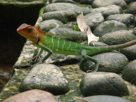Green garden lizard in Sri Lanka.