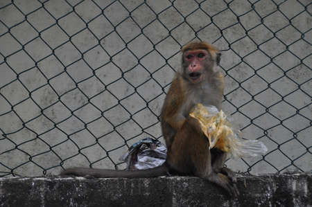 Toque macaque monkey in Galle, Sri Lanka.の写真素材
