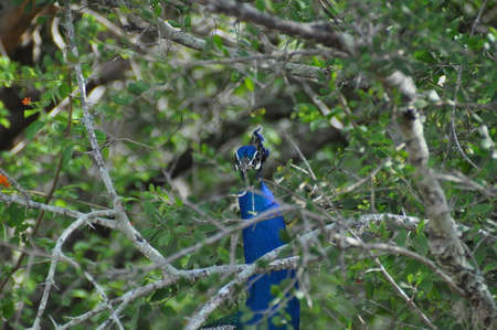 A peacock in Yala National Park, Sri Lanka.の写真素材