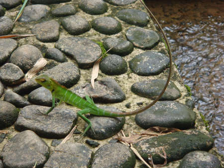 Green garden lizard in Sri Lanka.の写真素材