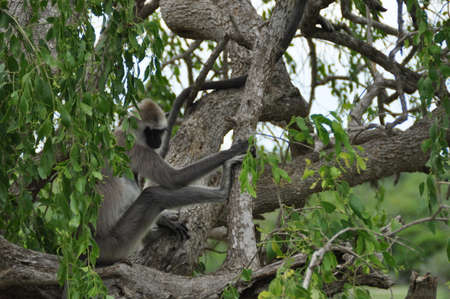 Vervet monkeys in Yala National Park, Sri Lanka.の写真素材