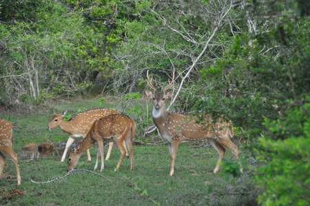 A group of deers in Yala National Park, Sri Lanka.の写真素材