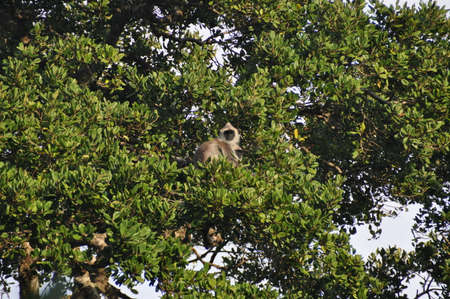 Vervet monkeys in Yala National Park, Sri Lanka.の写真素材