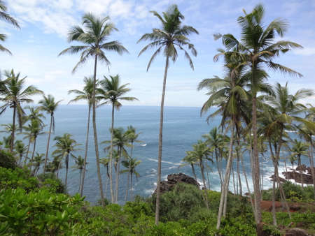 Palm trees at the coastal line near Mirissa, Sri Lanka.の写真素材