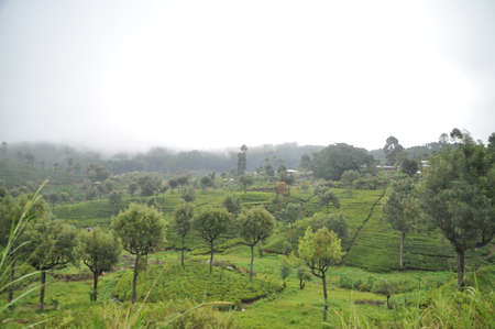 View on the nature near Haputale, Sri Lanka.の写真素材