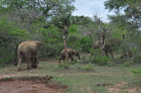 Elephants in Yala National Park, Sri Lankaの写真素材