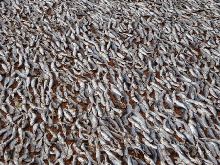 Drying fish on a beach in Sri Lanka.の写真素材