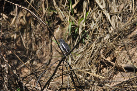 Black Robin bird in Sri Lanka.の写真素材