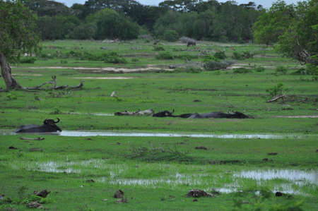 Water buffaloes in Yala National Park, Sri Lanka.の写真素材