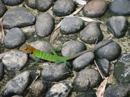 Green garden lizard in Sri Lanka.の写真素材