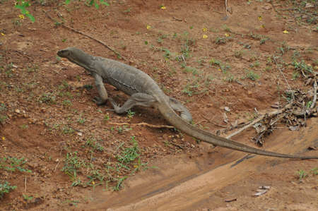 A water monitor lizard in Yala National Park, Sri Lanka.の写真素材