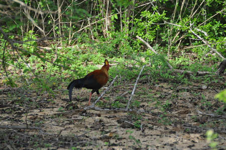 A Sri Lankan jungle fowl in Yala National Park, Sri Lanka.の写真素材