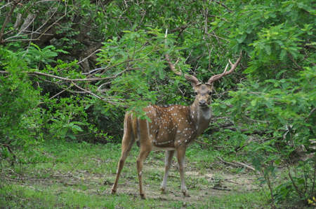 A deer with big deer antlers in Yala National Park, Sri Lanka.の写真素材