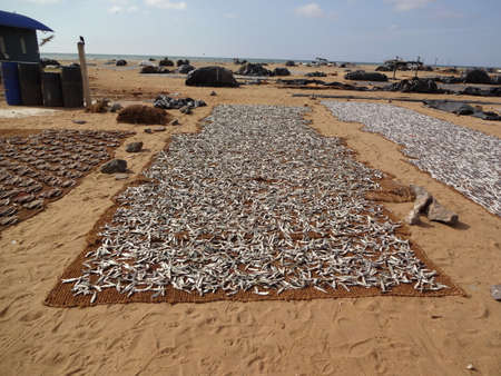 Fish market on a beach in Negombo, Sri Lanka.の写真素材