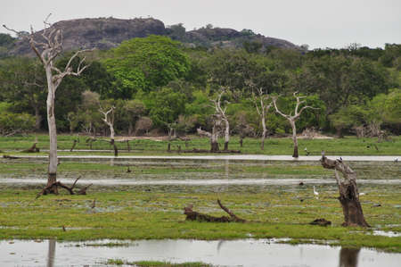A pound in Yala National Park, Sri Lanka.の写真素材