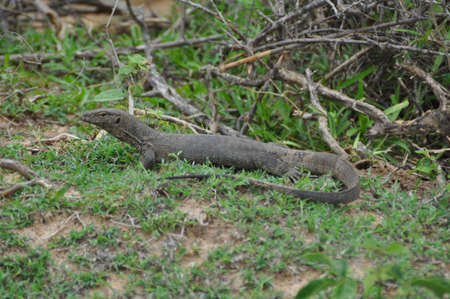 A water monitor lizard in Yala National Park, Sri Lanka.の写真素材