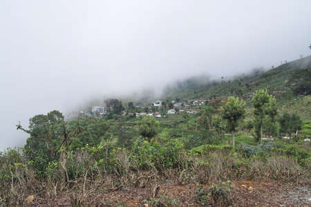 Tea plantations near the city of Haputale, Sri Lanka.の写真素材