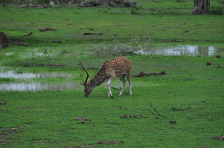 A deer in Yala National Park, Sri Lanka.の写真素材