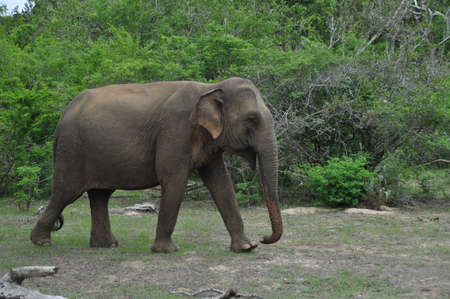 Elephant in Yala National Park, Sri Lanka.の写真素材