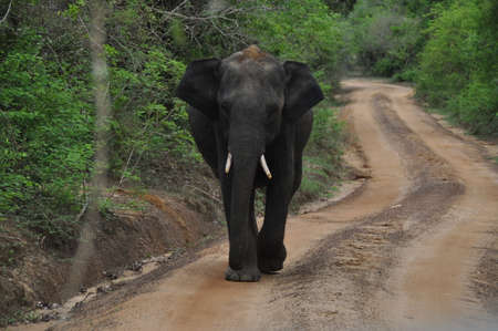 Elephant in Yala National Park, Sri Lanka.の写真素材