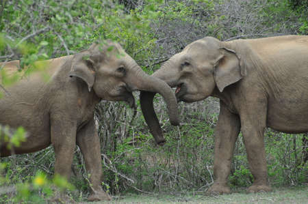Elephants in love in Yala National Park, Sri Lanka.の写真素材