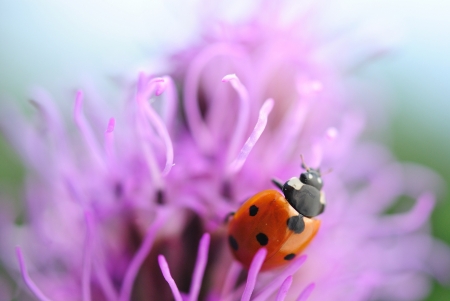 Ladybug on purple flowerの写真素材