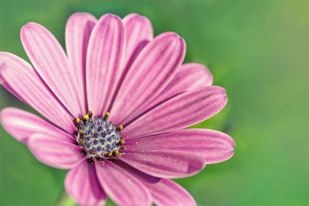 Purple african daisy on the green backgroundの写真素材