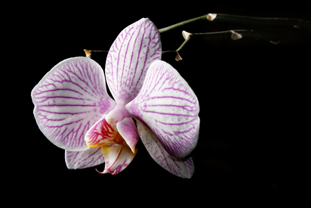 Orchid flower on black background, low key blooming orchidの写真素材
