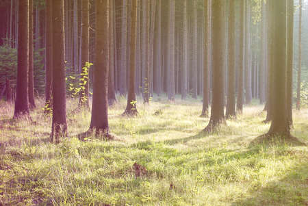 Magical evening forest, warm vintage filter