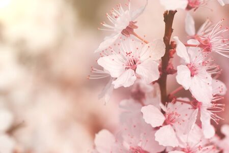 Spring - Blooming mirabelle plum tree with warm pink filter