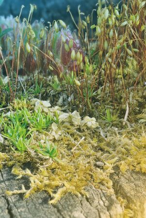 Macro garden made from moss and houseleek