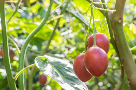 Tamarillo fruit on the treeの写真素材