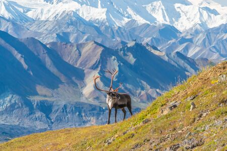 Caribou deer in front of mountains in Denali national park, Alaskaの写真素材