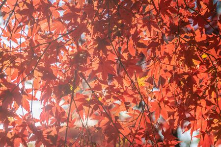 Red Japanese maple in the autumn