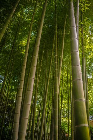 Green Bamboo forest, tall bamboo plantsの写真素材