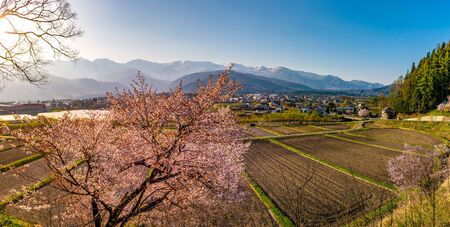 Blooming sakura in front of Hakuba and Japanese Alpsの写真素材