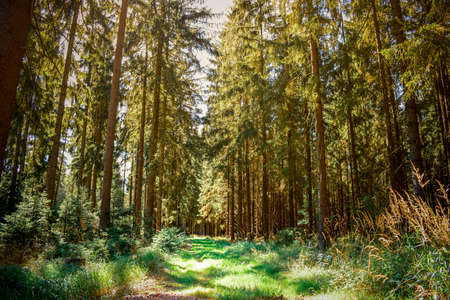 Evening forest in warm sunlighの写真素材