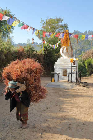 DHULIKHEL, NEPAL - DECEMBER 25, 2014: Nepalese old woman carrying heavy bale of hay on her back in the countryside close to Dhulikhelのeditorial素材