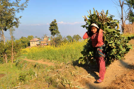 DHULIKHEL, NEPAL - DECEMBER 25, 2014: Nepalese young woman carrying green food load on her back in...